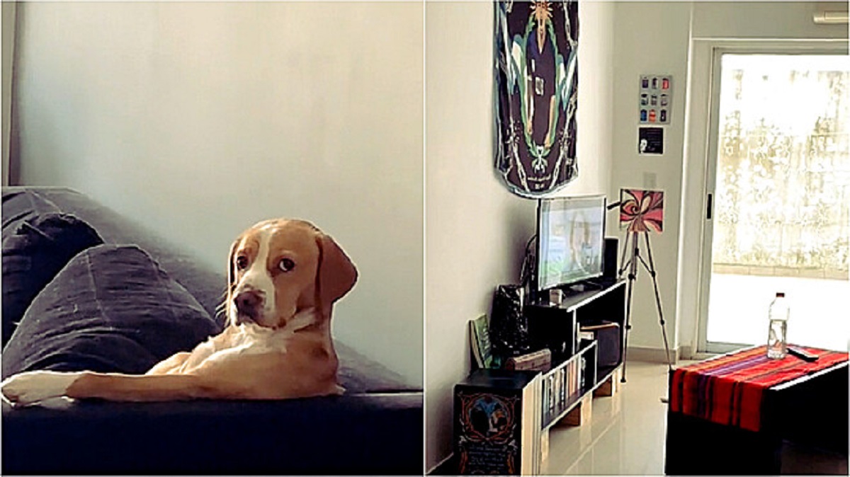 Cane sul divano guarda la tv