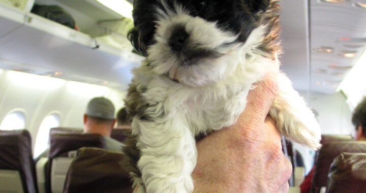 Cani in aereo