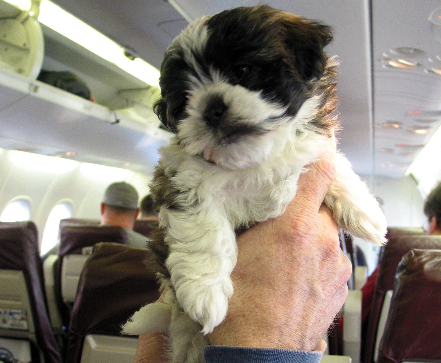 Dogs on the plane