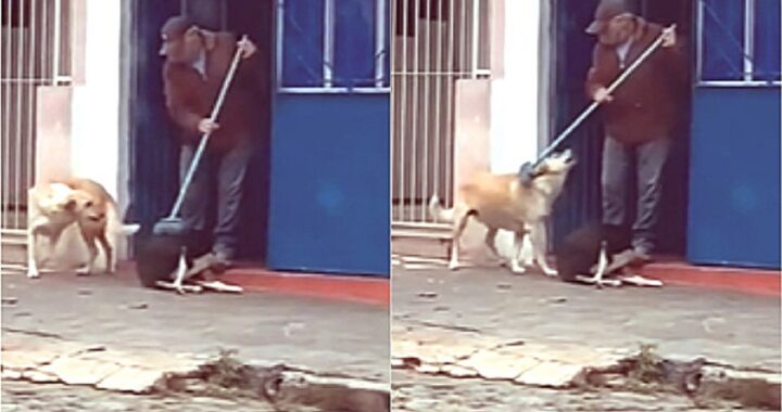 Cani per grattarsi la schiena