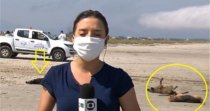 Cani randagi attirano l'attenzione