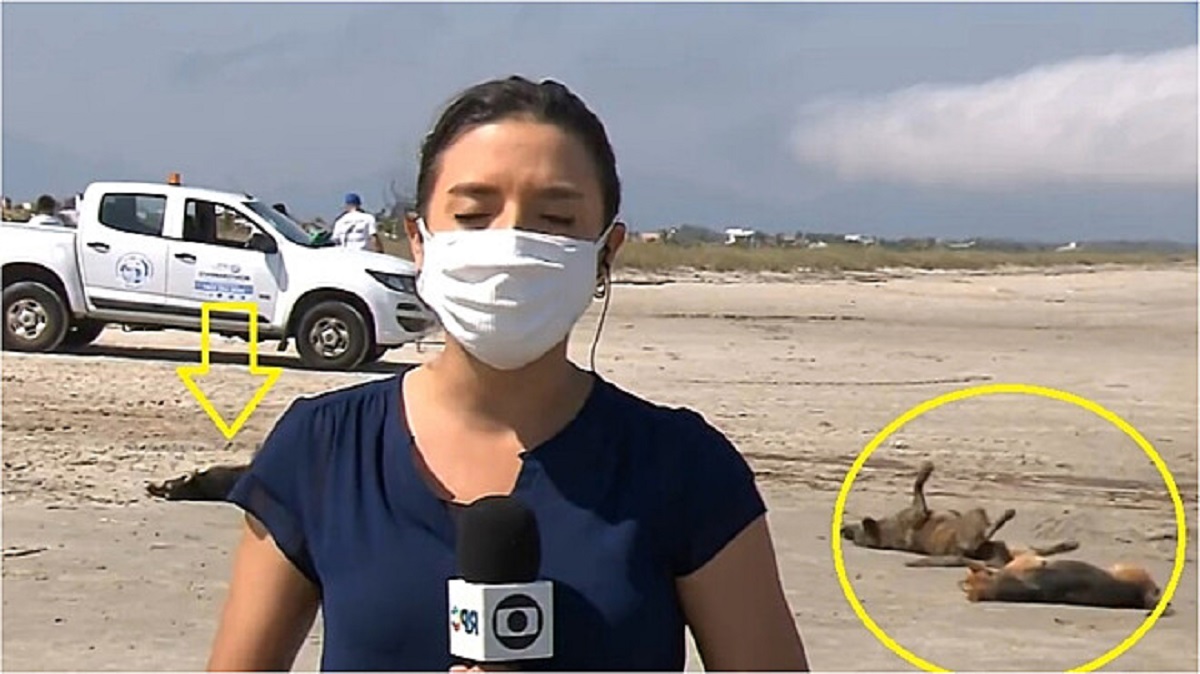 Cani randagi attirano l'attenzione