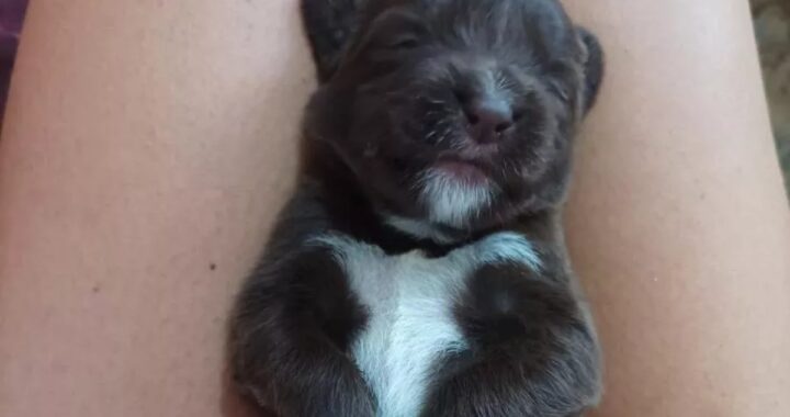 Cuccioli chiusi in un forno da cucina