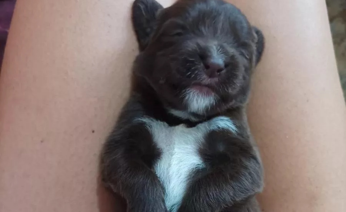 Cuccioli chiusi in un forno da cucina