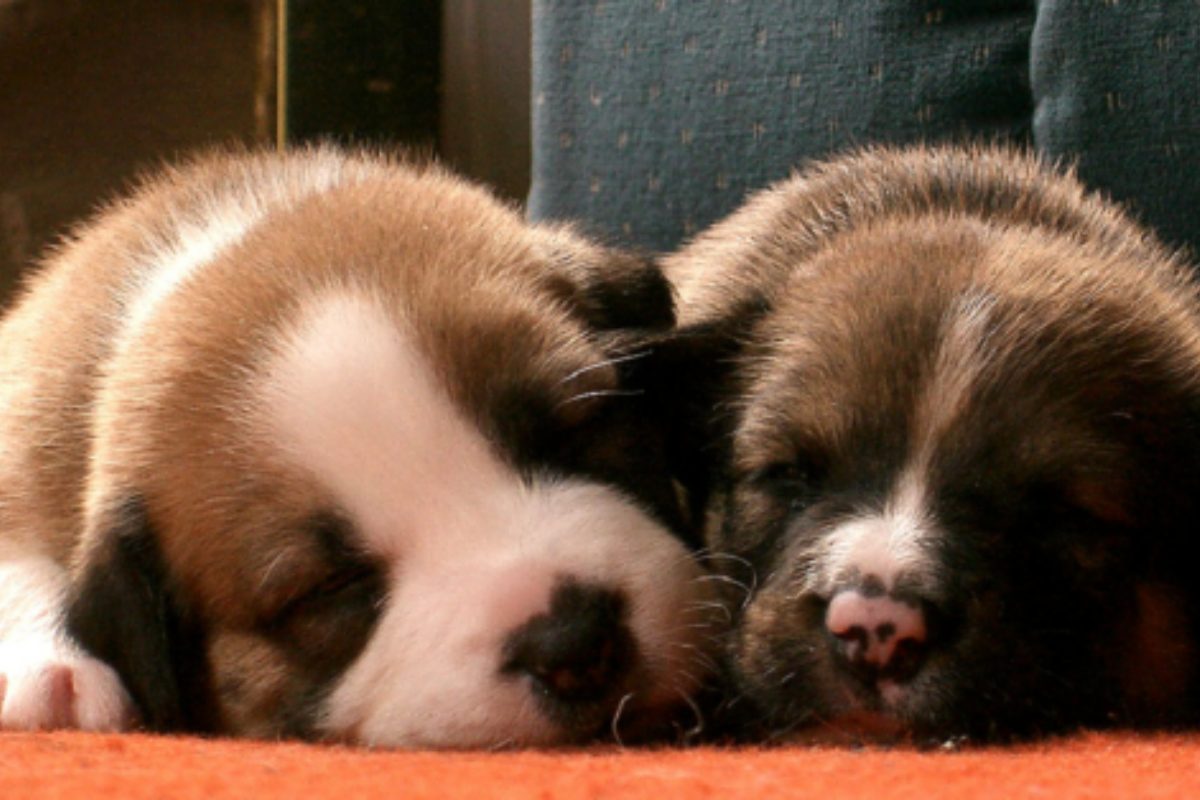 cuccioli abbandonati