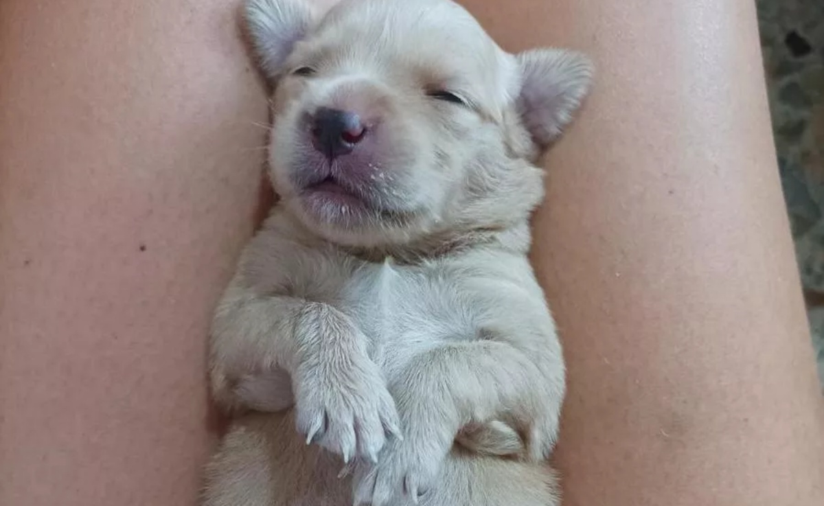 Cuccioli chiusi in un forno da cucina