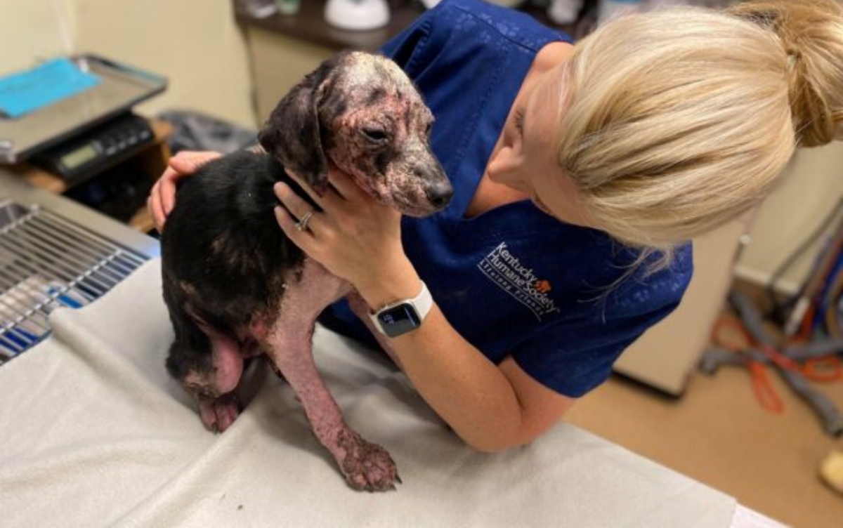 Il salvataggio di un cucciolo abbandonato