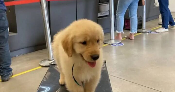 Cucciolo morto in aereo