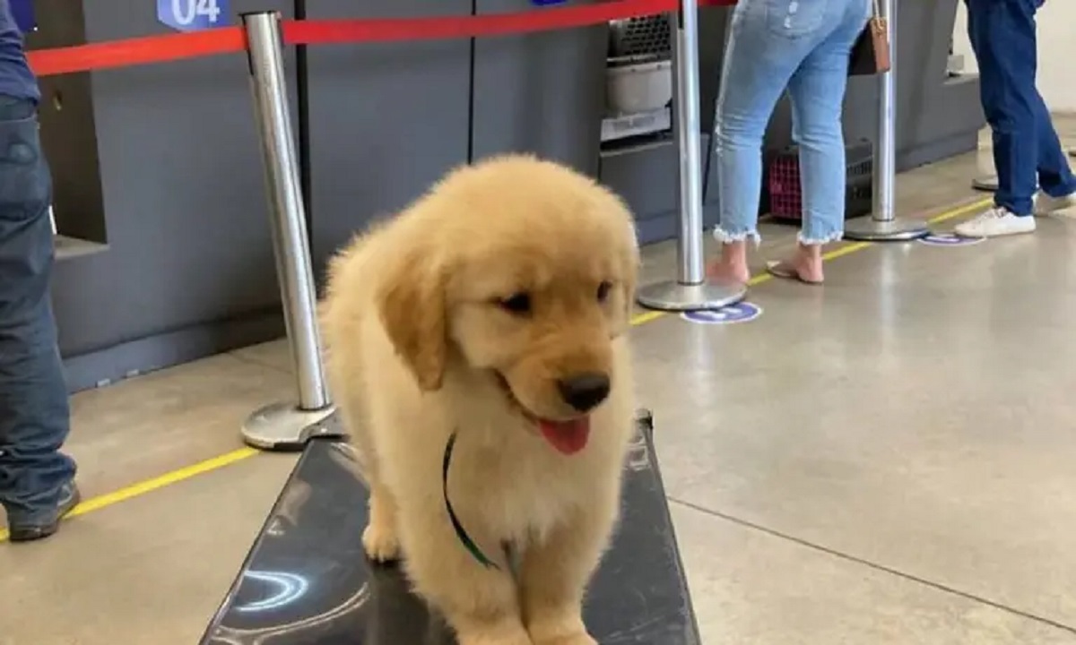 Cucciolo morto in aereo