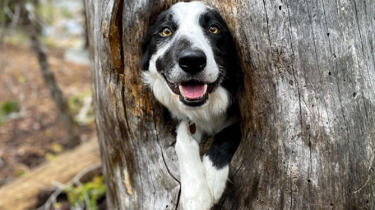 Puppy finds refuge