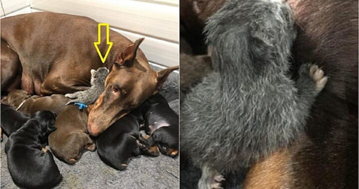 Doberman accoglie un gattino abbandonato