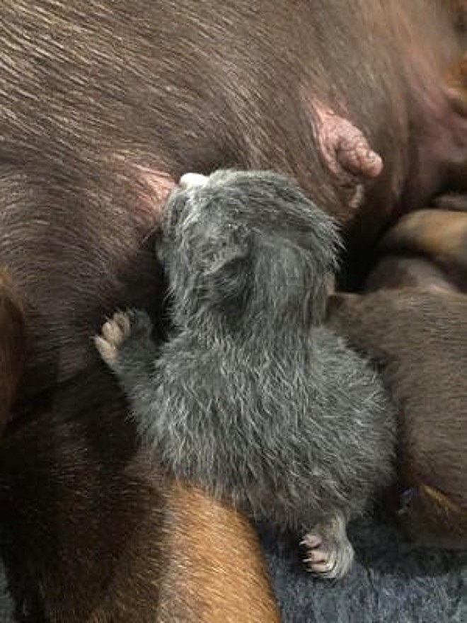 Ruby e il gattino