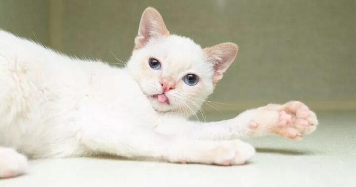 gatto con l’ipoplasia cerebellare