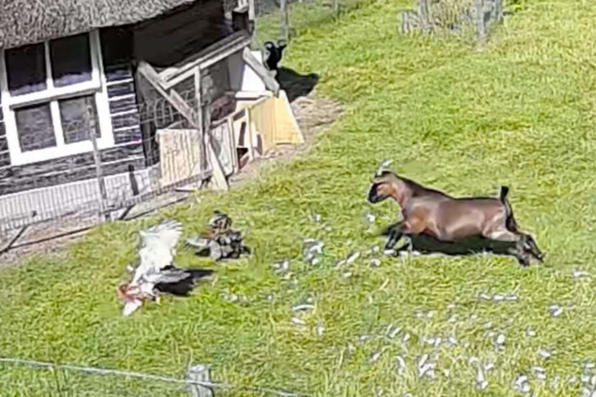 Gallina attaccata da un falco: salvata da una capra e un gallo suoi amici
