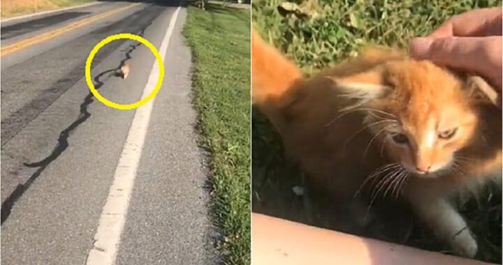 Gattina insegue una sportiva