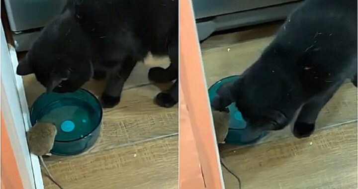 Gattini condividono l'acqua con i topi