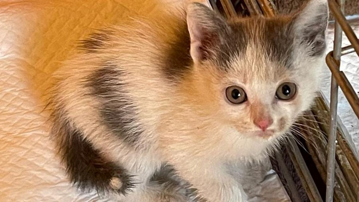 Portogruaro: gattino lanciato dal finestrino di un’auto in corsa