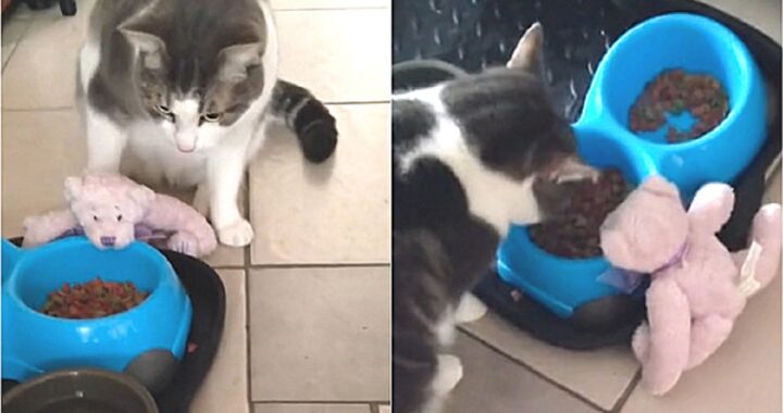 Gatto mangia con il suo orsacchiotto