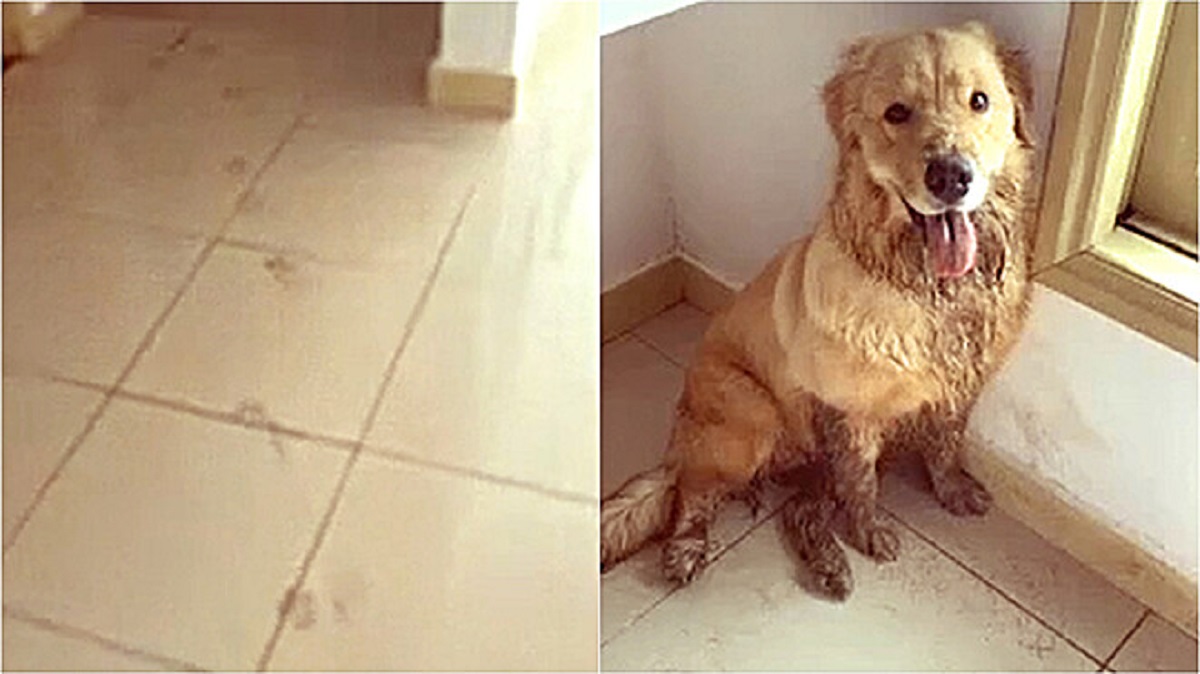 Golden Retriever coperto di fango dopo aver giocato con gli amici