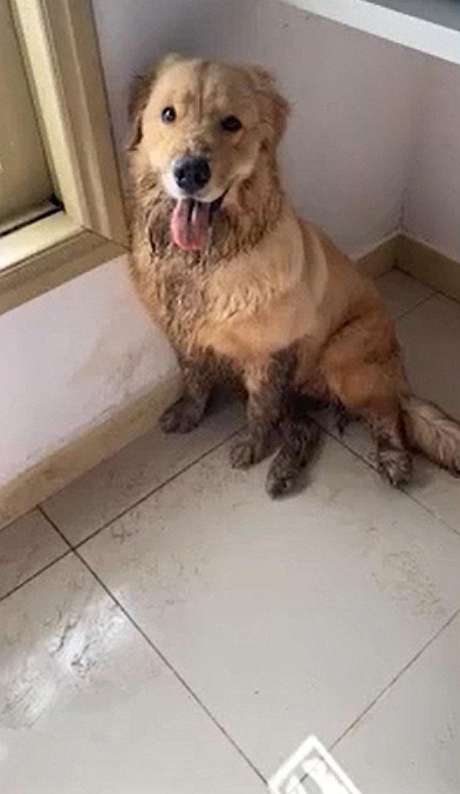 traces of paws full of mud