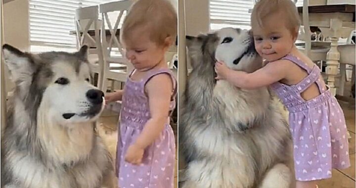 bambina di 1 anno abbraccia il cane
