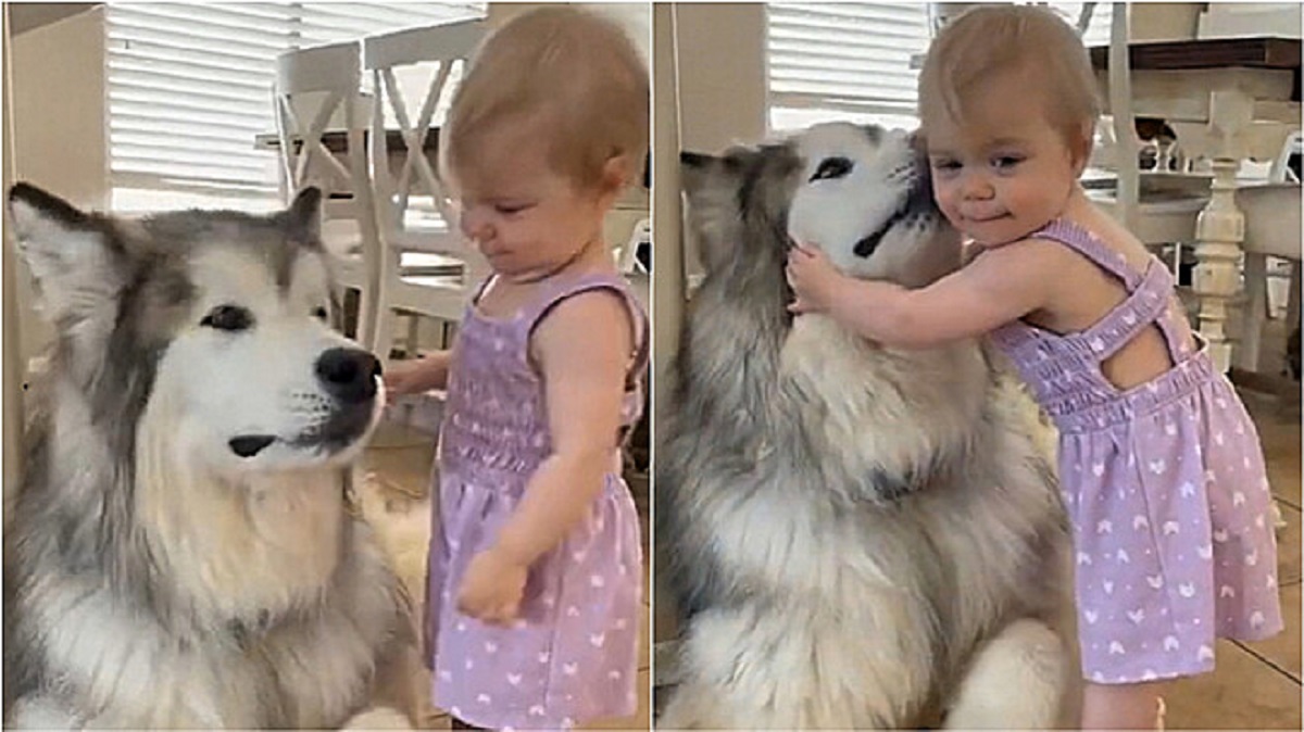 1 year old girl hugs the dog