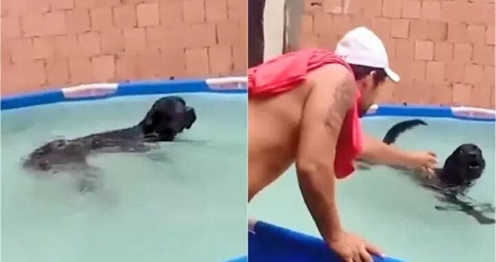 cagnolino nuotatore