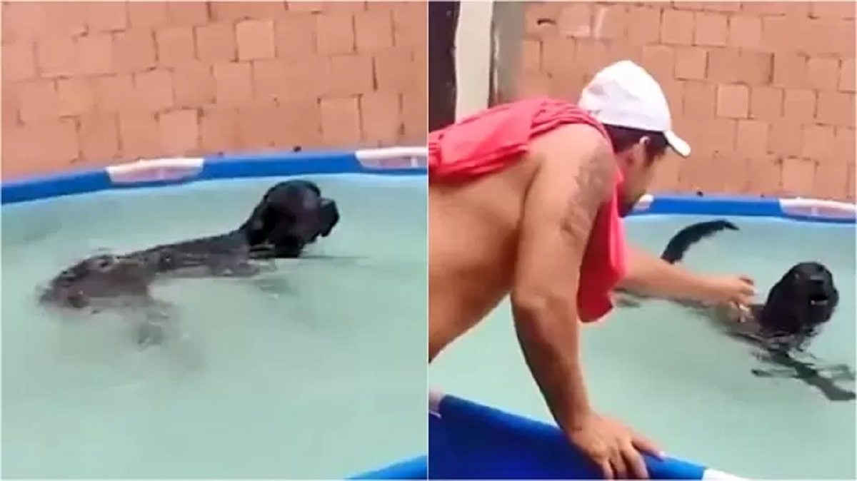 cagnolino nuotatore