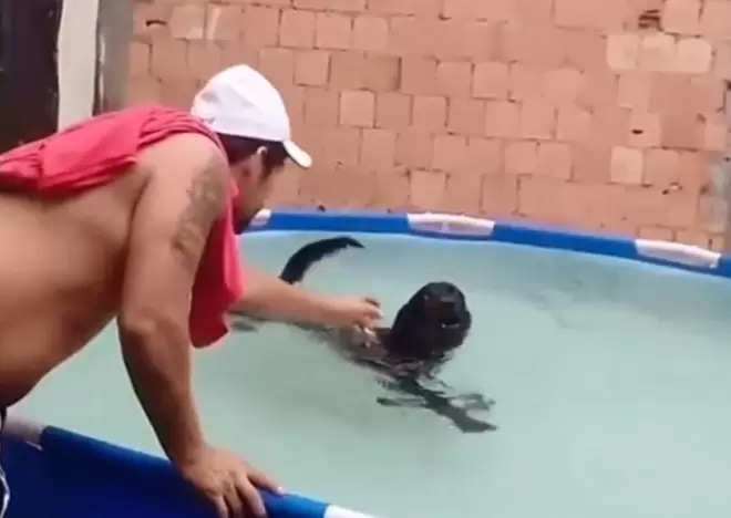 Cucciolo in piscina