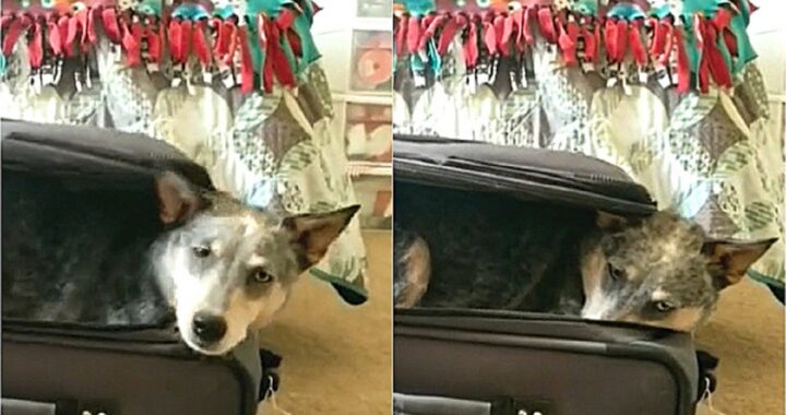 cane entra nella valigia