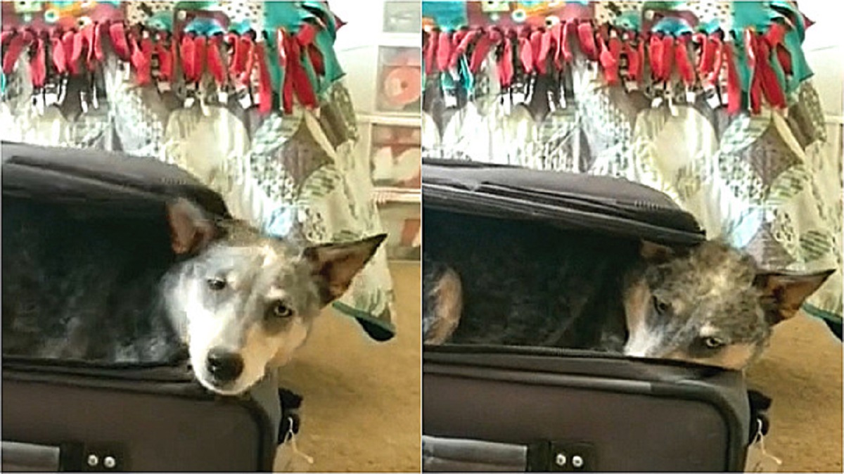 dog enters the suitcase