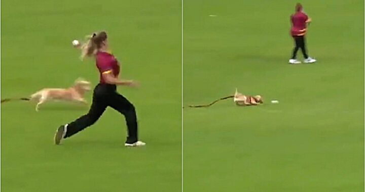 cane invade il campo