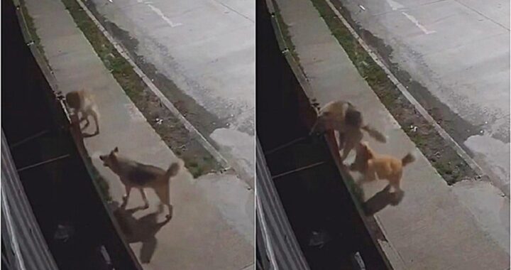 cane passeggiata notturna