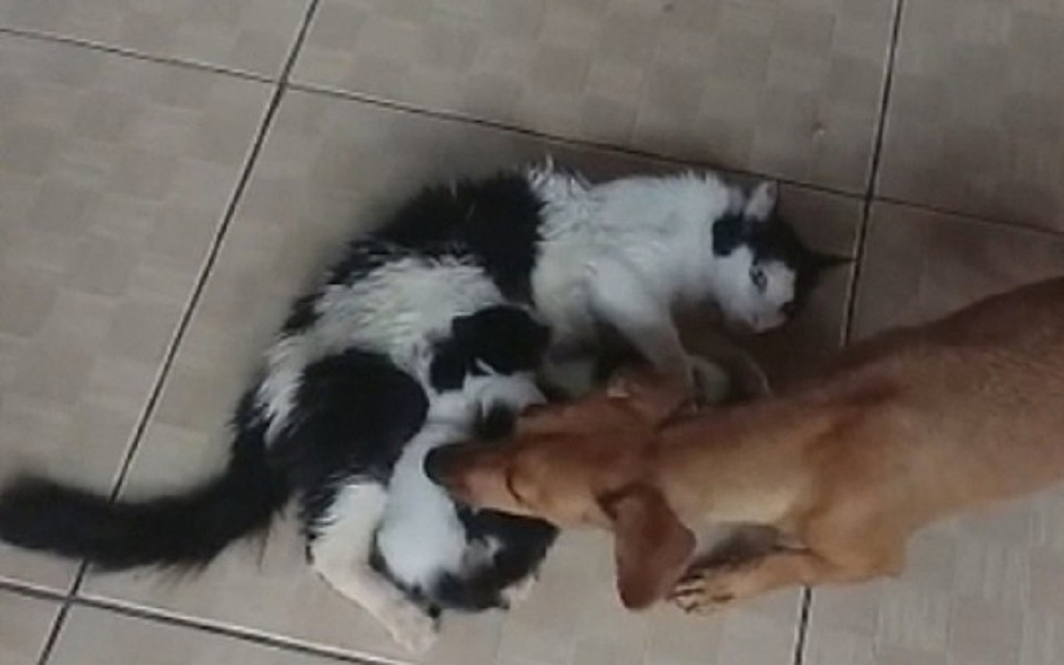 dog kidnaps kittens