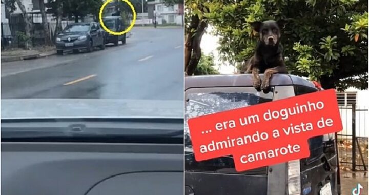 cane riposa sul tetto dell'auto