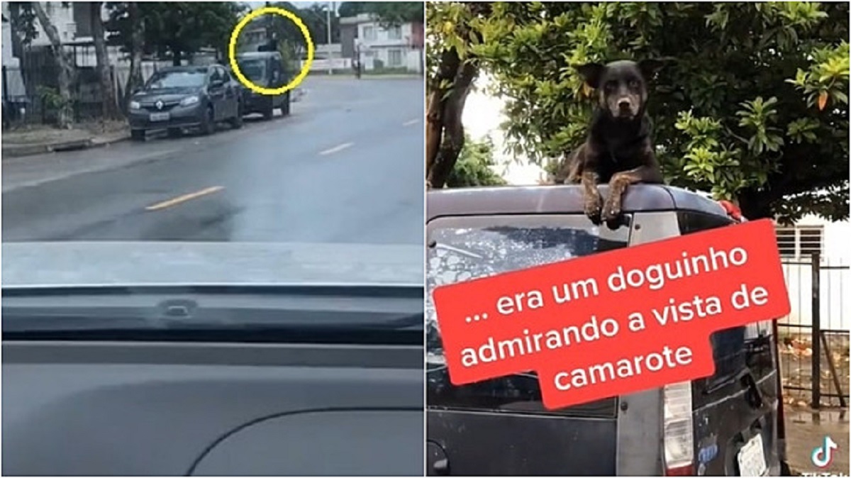 cane riposa sul tetto dell'auto