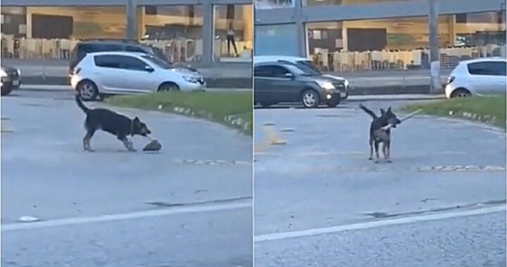 cane sorpreso con una zappa