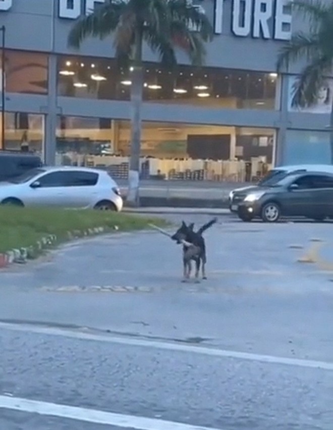 Cucciolo in strada