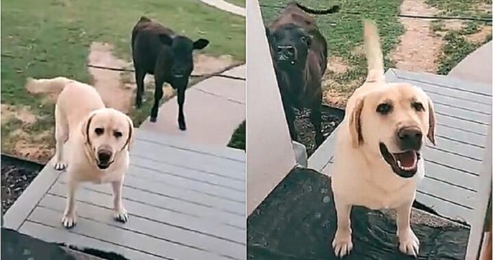 cane va a fare una passeggiata
