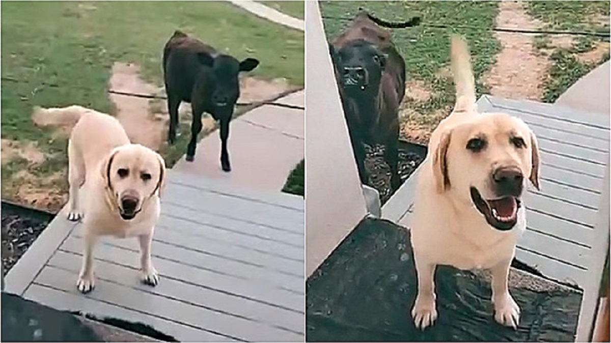 cane va a fare una passeggiata