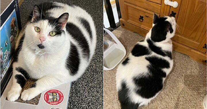 gatto obeso impara ad aprire gli armadietti