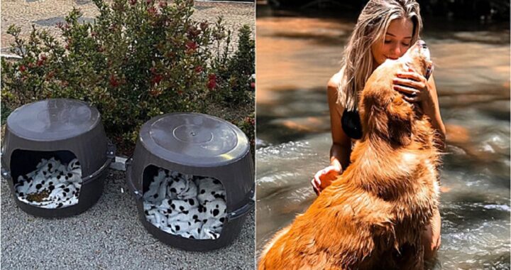 giovane consegna case con coperte e cibo agli animali randagi