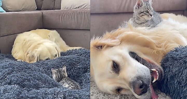 Golden Retriever e gatto