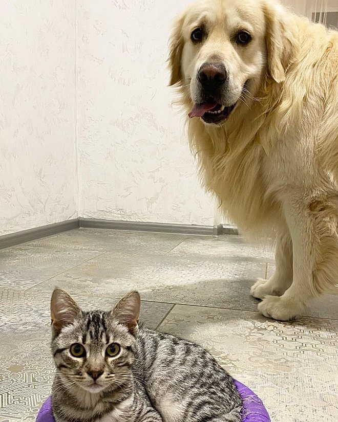 Il cucciolo e il gattino