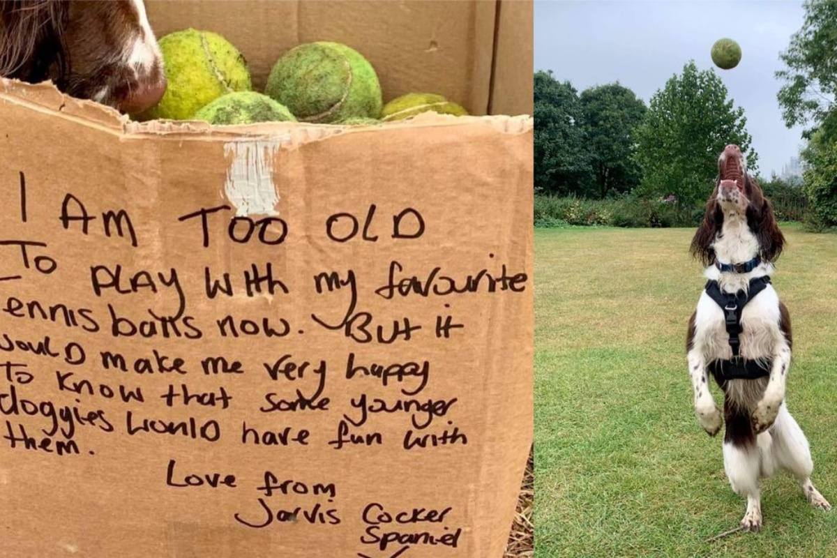 Il bellissimo gesto dell’anziano cane Jarvis: ha donato le sue palline da tennis