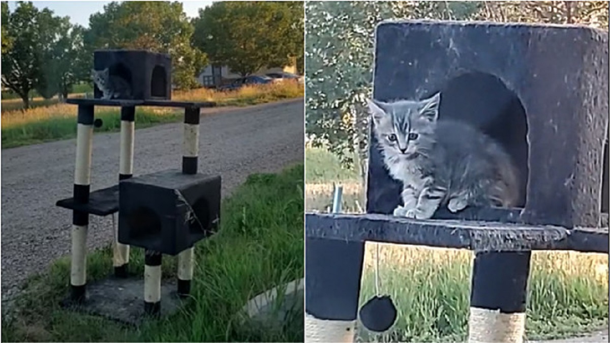 gattino trova una casa