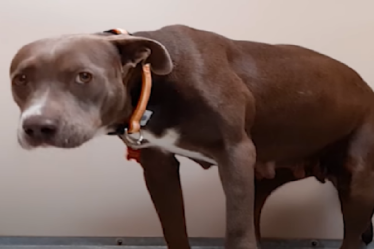 La trasformazione di Mama Bear, la pit bull terrorizzata dagli esseri umani