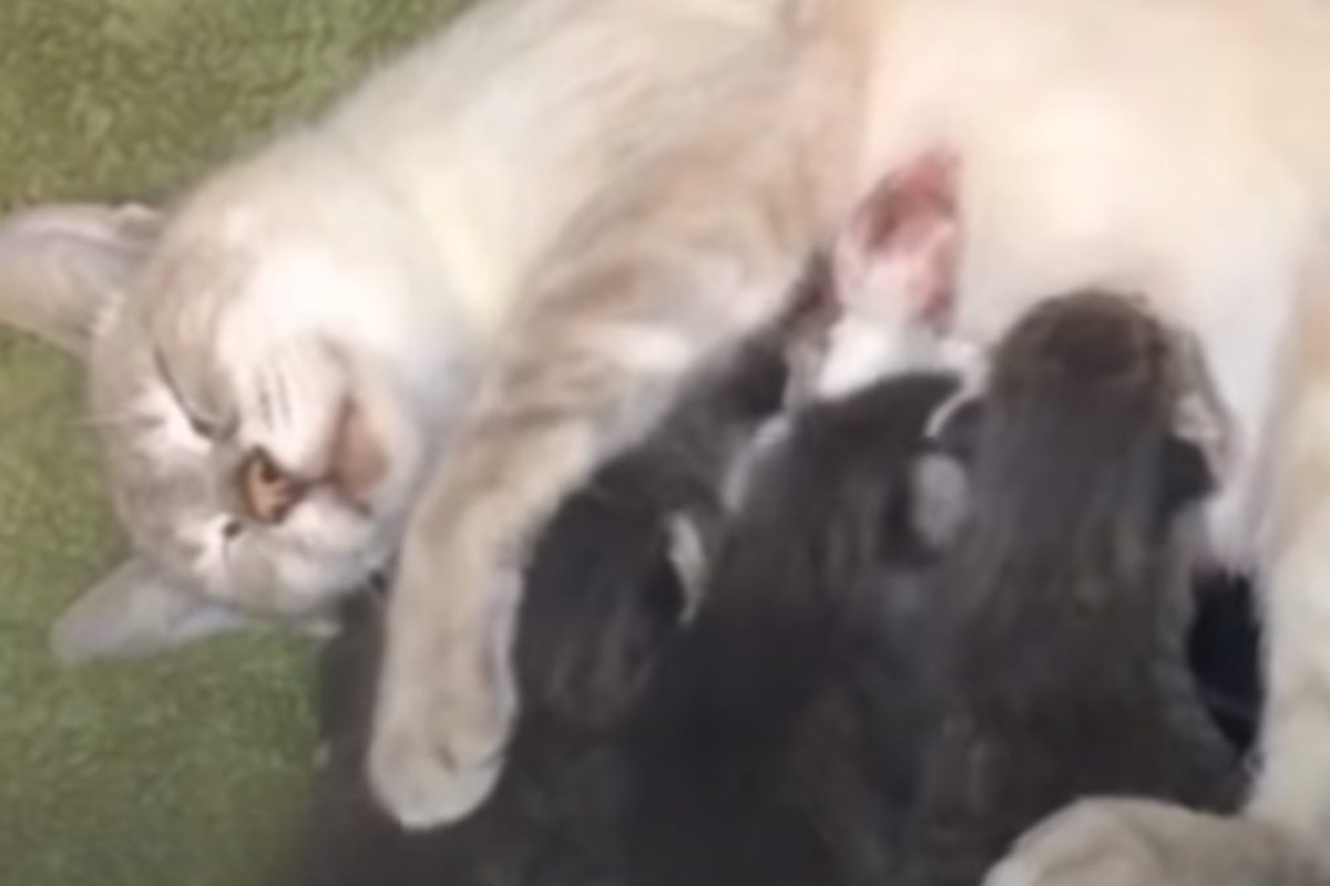 mamma gatta cani