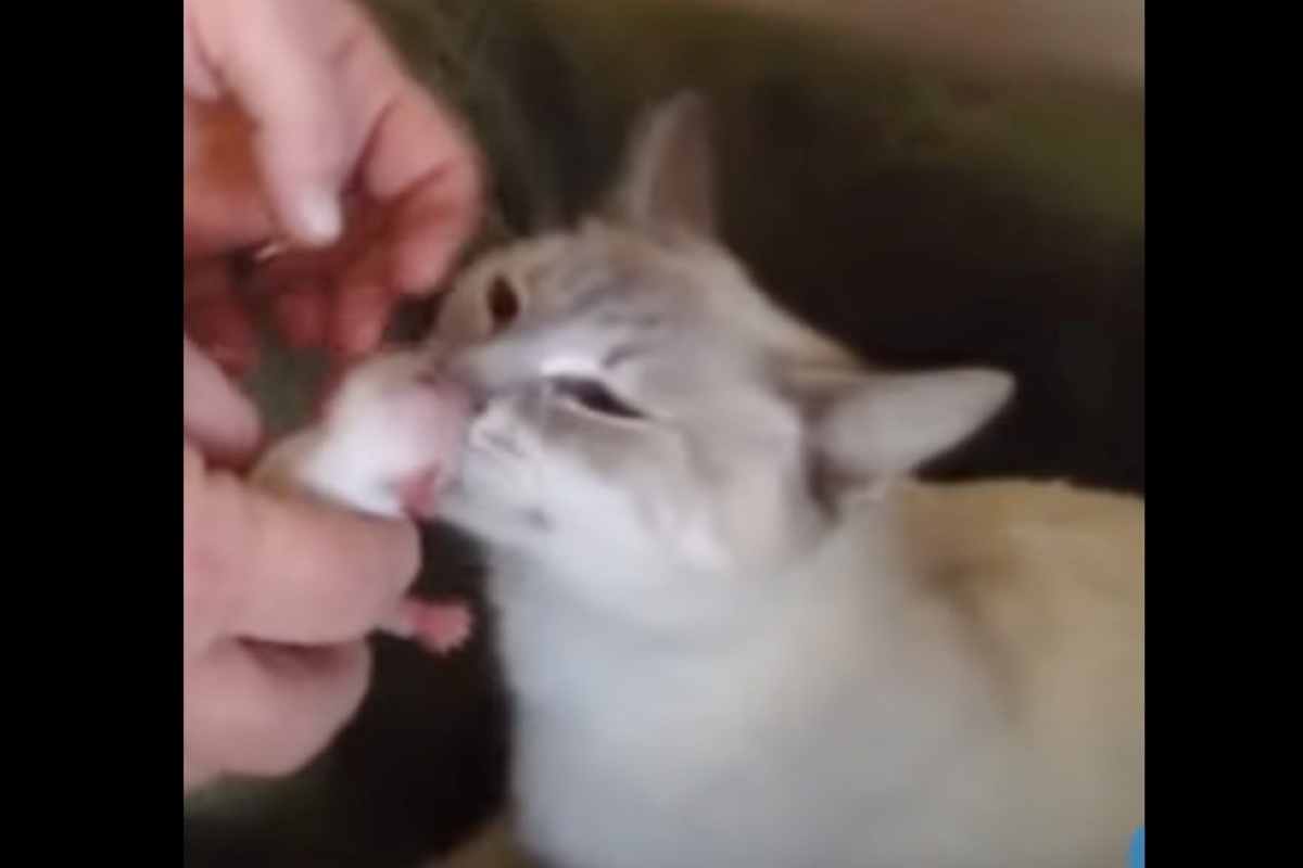 Mamma gatta decide di adottare due piccoli chihuahua che la mamma non voleva