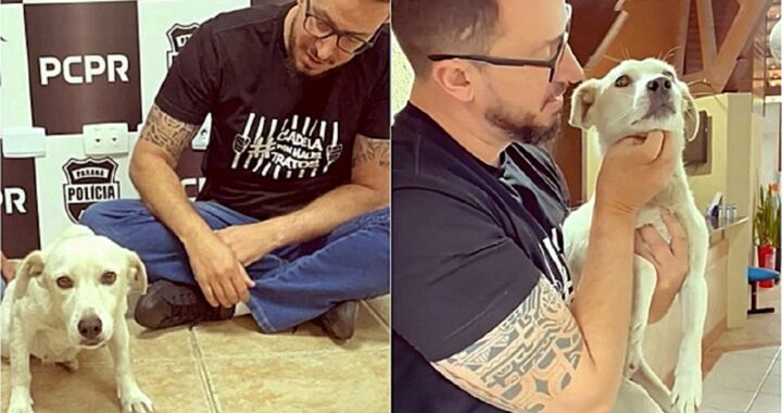 Matheus Laiola salva un cane paraplegico